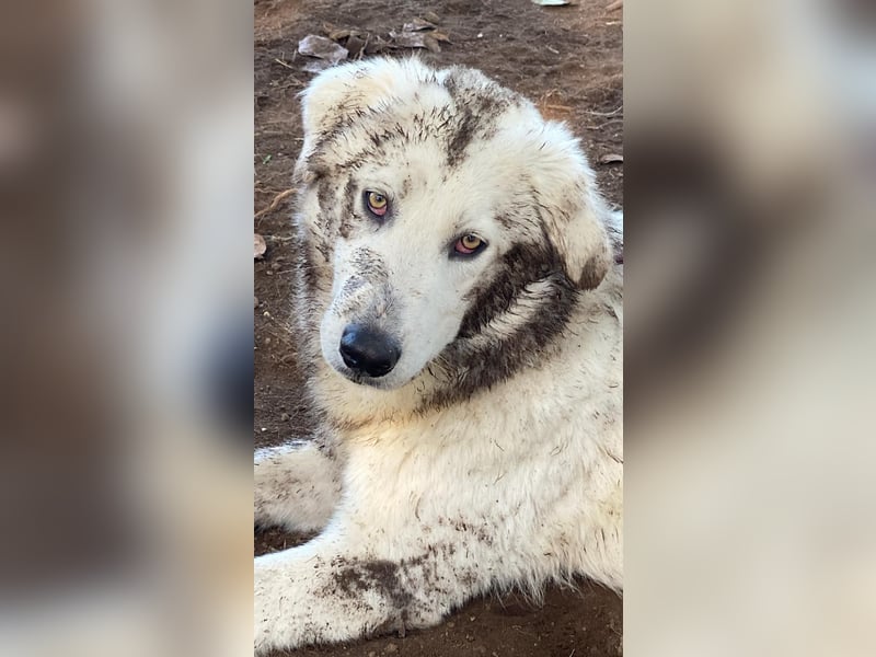 Mulan - eine weiße Herzensbrecherin und ihre drei Schwestern