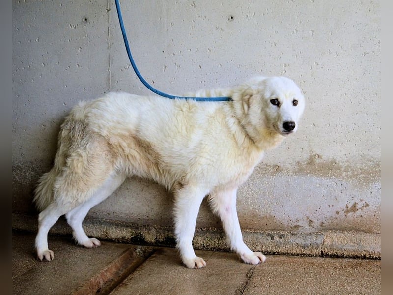 Amaya - So schön und so schrecklich?