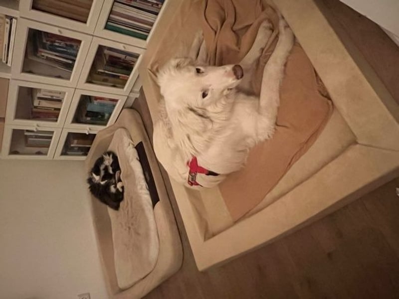 Stardust - Von der Erde zum Mond und zurück....