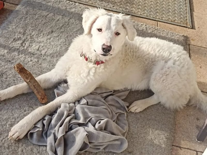 Bullo - Jede Menge tolle Dinge....