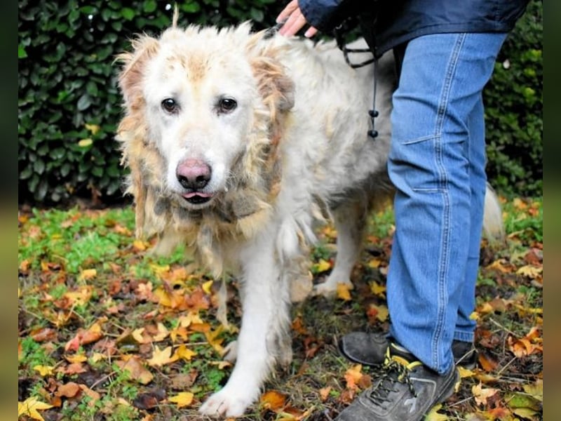 Akamu - Sucht seinen passenden Deckel