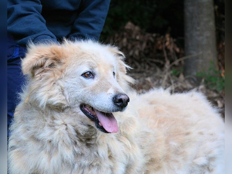 Dominico - Die Stimme des Windes