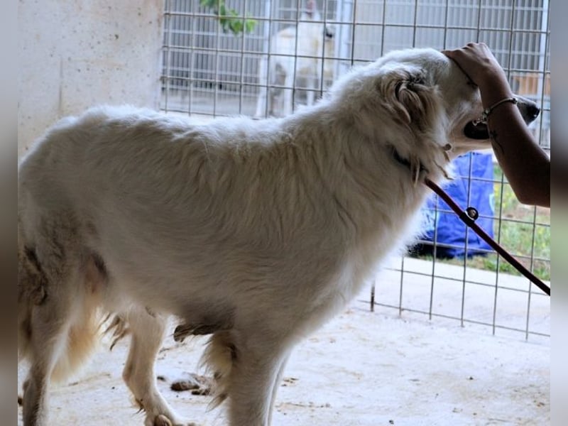 Hadrianus - weiß, es wird einmal ein Wunder gescheh'n