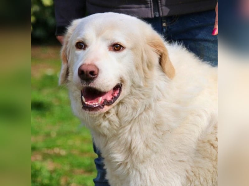 Abele - wenn Kraft und Zeit verloren gehen