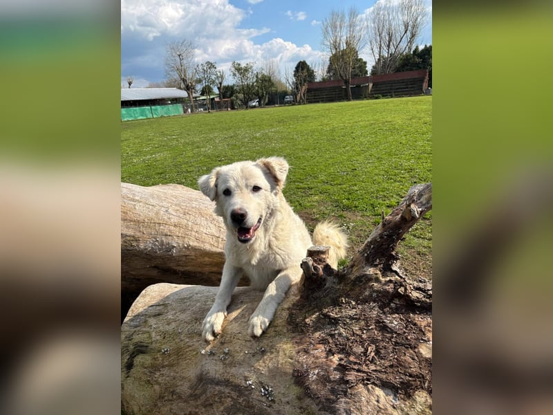 Cornelius - Woher soll er es können?