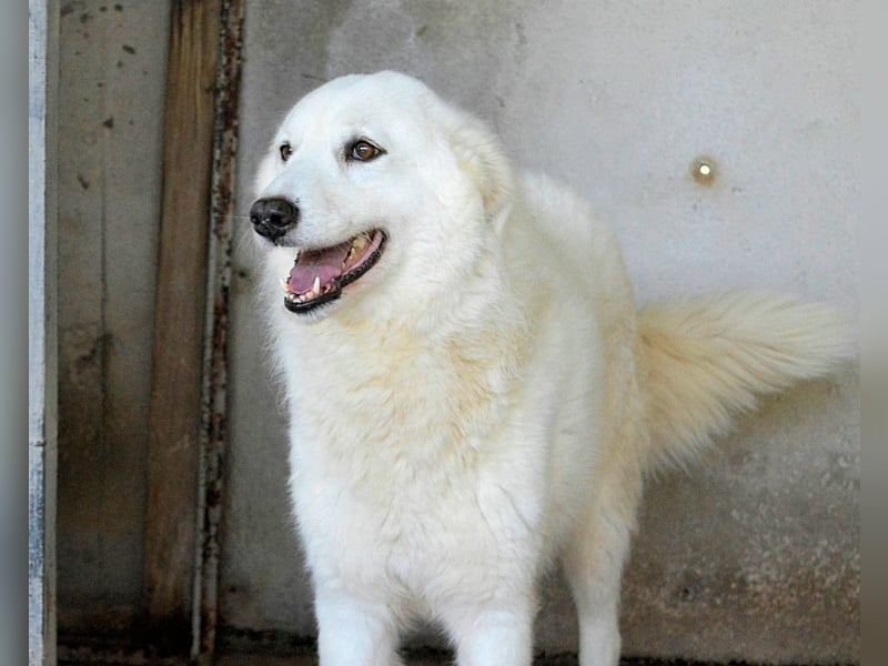 Amaya - So schön und so schrecklich?