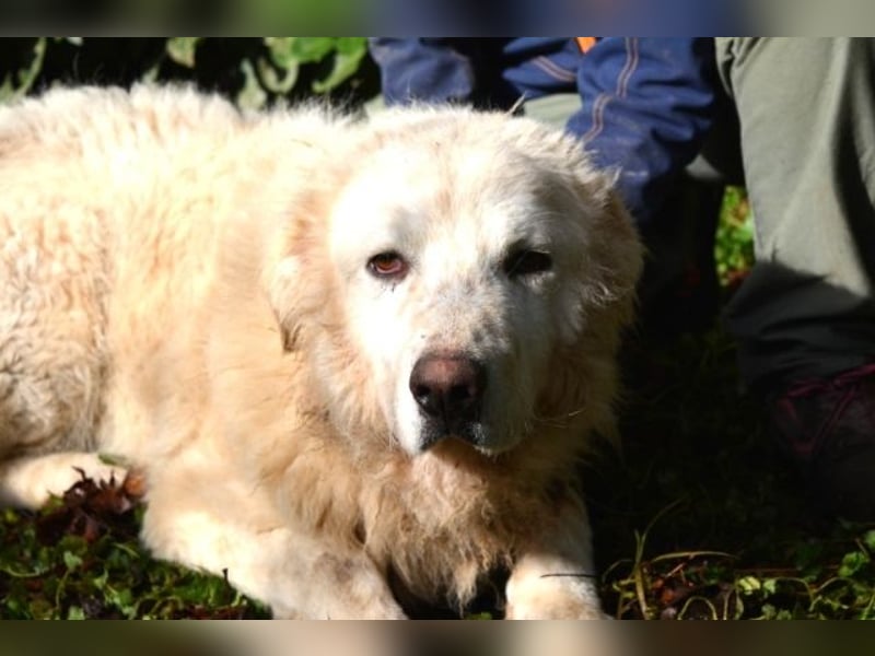 Gherardo - Ein Adler bleibt ein Adler...