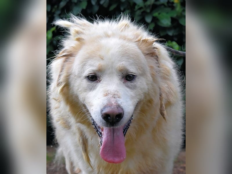 Eluard - Hoffnung auf echte Freundschaft!