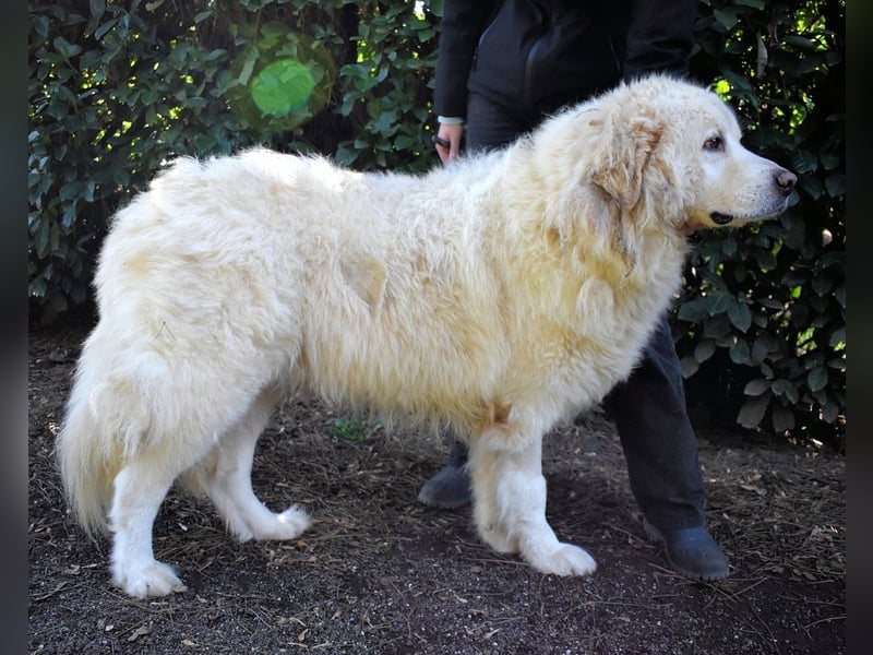 Balvin - Andere schauen bis zum Horizont