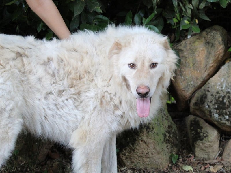 Pinturicchio - Finde den Fehler!