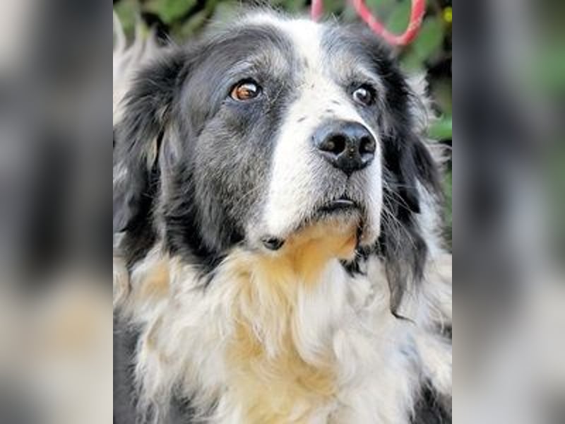 Hindah - Dreieinhalb Sommersprossen