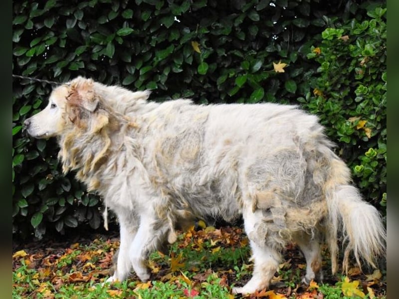 Akamu - Sucht seinen passenden Deckel