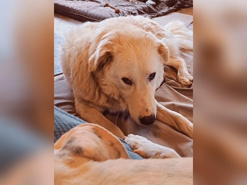 Tonia - eine sanfte Seele mit Flausen im Kopf