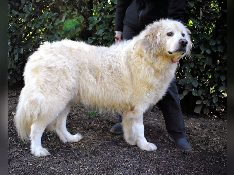 Balvin - Andere schauen bis zum Horizont