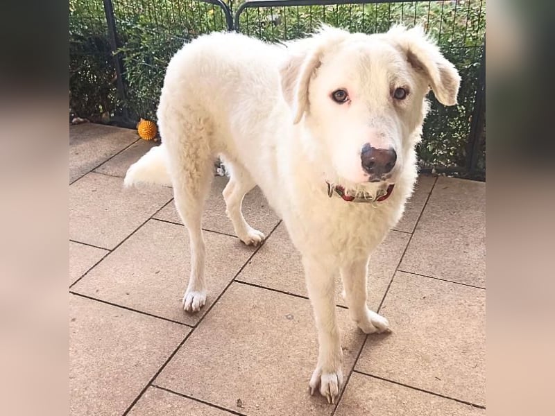 Bullo - weißer Eisbär mit sanfter Seele