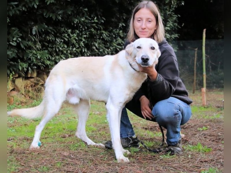 Yannick - SOS- Dringend Pflegestelle oder Zuhause gesucht - verloren zwischen Angst und Bindung