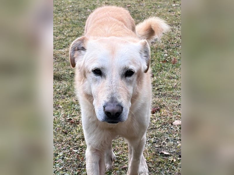 Yannick - SOS- Dringend Pflegestelle oder Zuhause gesucht - verloren zwischen Angst und Bindung