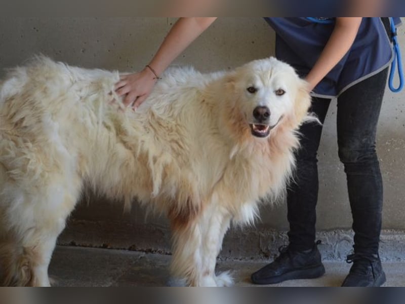 Jaafar - Der sanfte Riese Jaafar - Der sanfte Riese