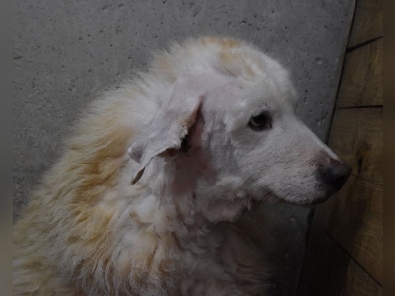 Haigen - SOS - Wenn das Foto zur Anklage wird.