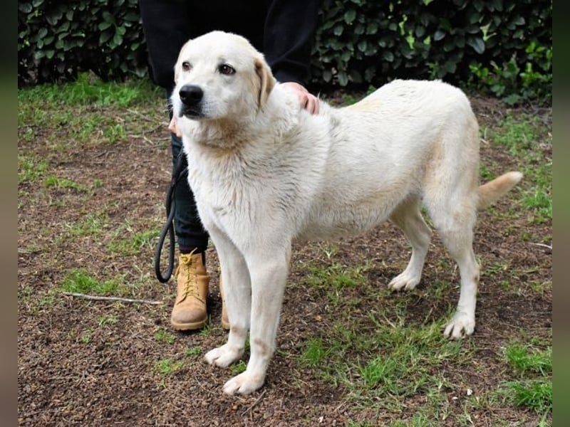 Neeko - Traumhund sucht Traummenschen