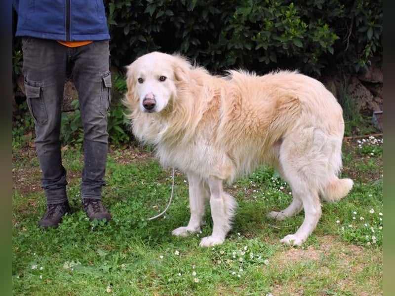 Marble -NOTFALL -  Die Geschichte vom geprügelten Hund