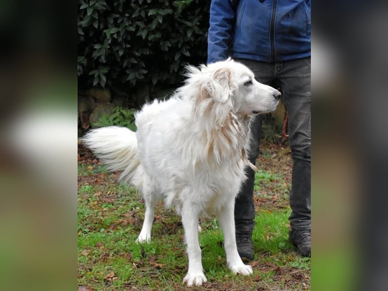 Aristodemo - nicht nur Schall und Rauch