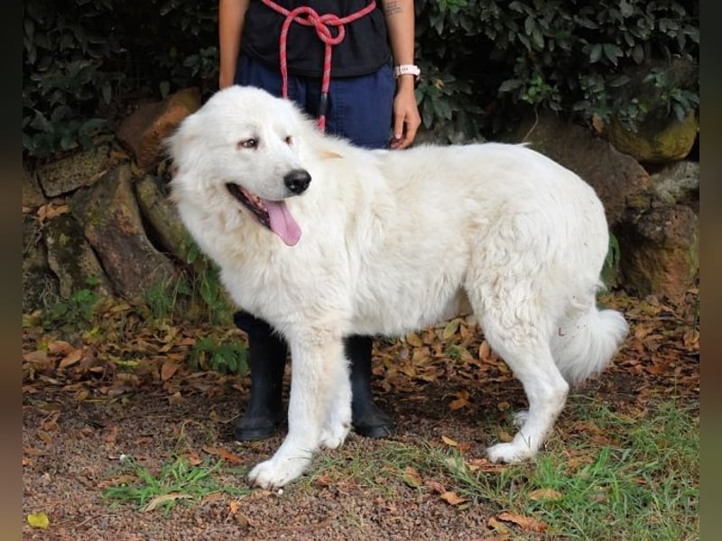 Ottis - Wow! Einfach nur wow!