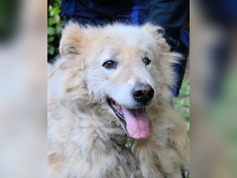 Dominico - Die Stimme des Windes