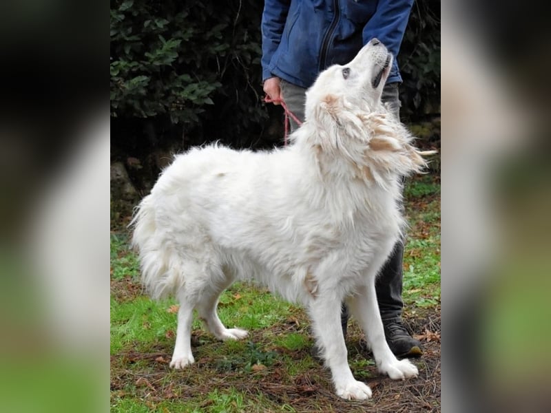 Aristodemo - nicht nur Schall und Rauch