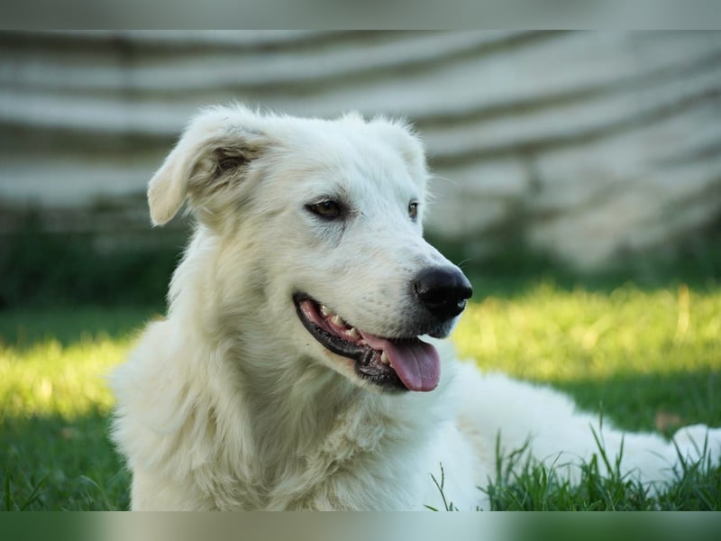 Mulan - eine weiße Herzensbrecherin und ihre drei Schwestern