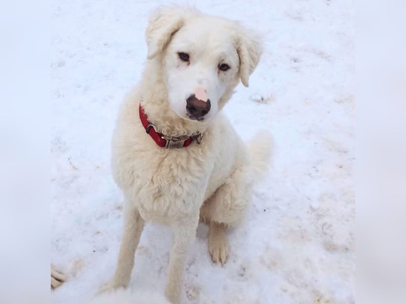 Bullo - Jede Menge tolle Dinge....