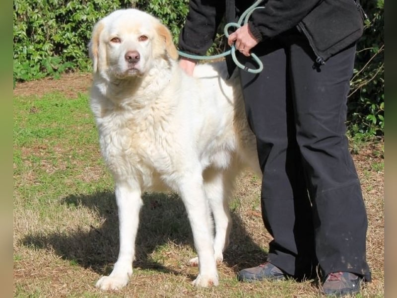 Abele - wenn Kraft und Zeit verloren gehen