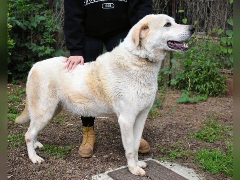 Neeko - Traumhund sucht Traummenschen