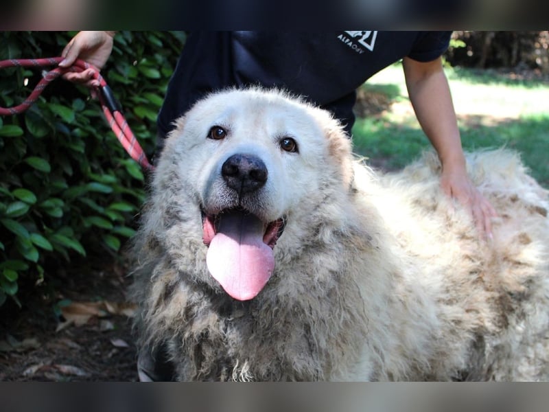 Noak - Alles nur Wunschdenken... ?