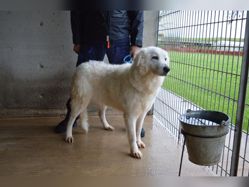 Rosvielle - Auf einer Skala von 1 bis 10....