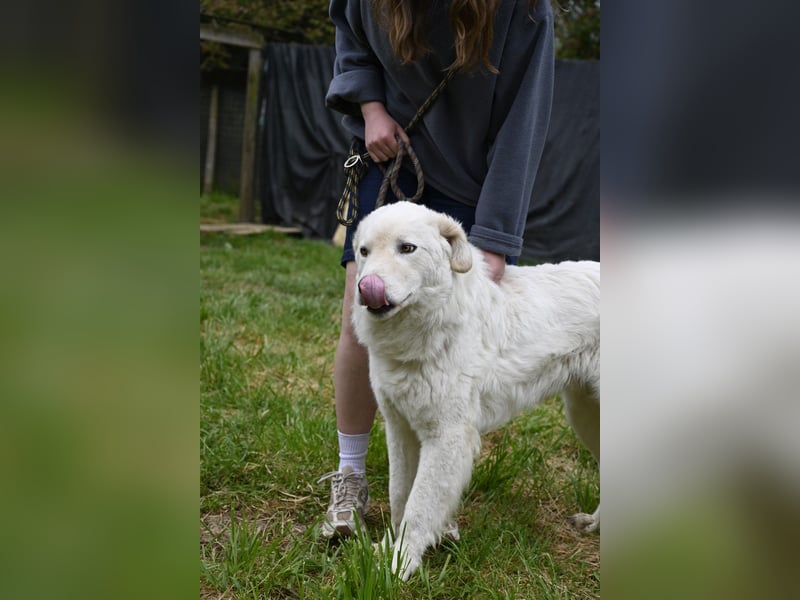 Boss - Wenn ein Name täuscht und ein Herz gewinnt