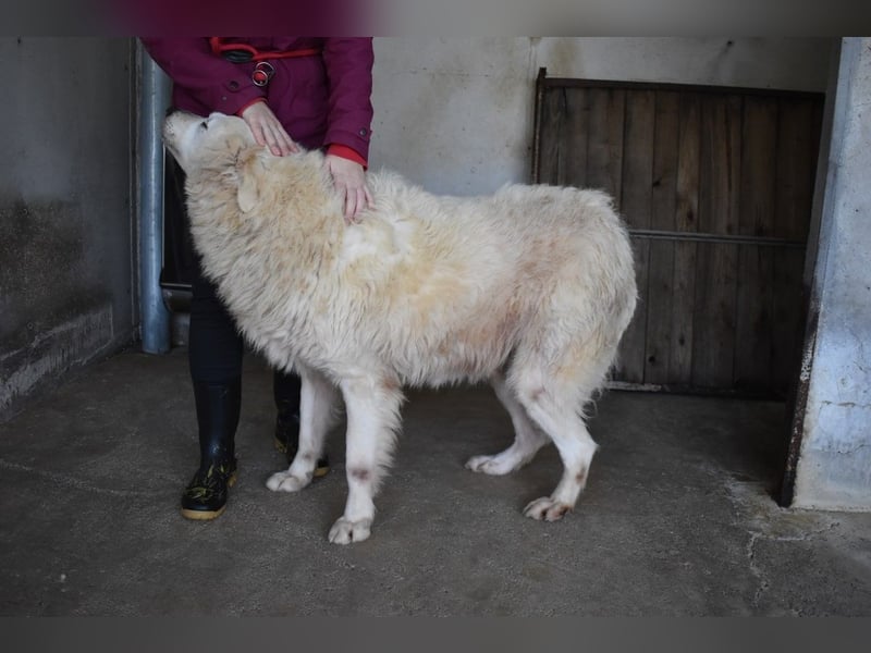 Daigle - "Tauschen Sie den Rest Ihres Zögerns gegen den Rest meines Lebens!"