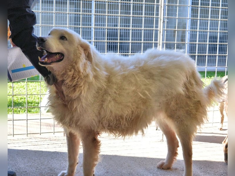 Albertone - Alles, alles Gute!!!