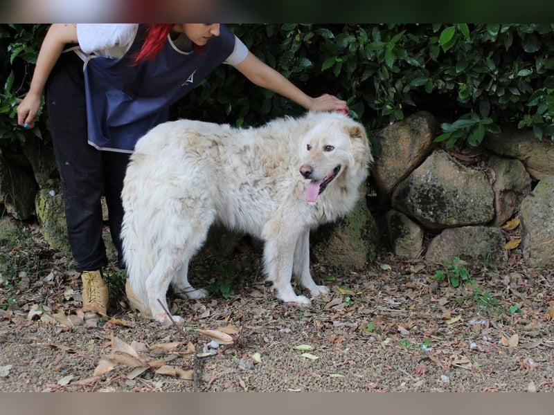 Pinturicchio - Finde den Fehler!