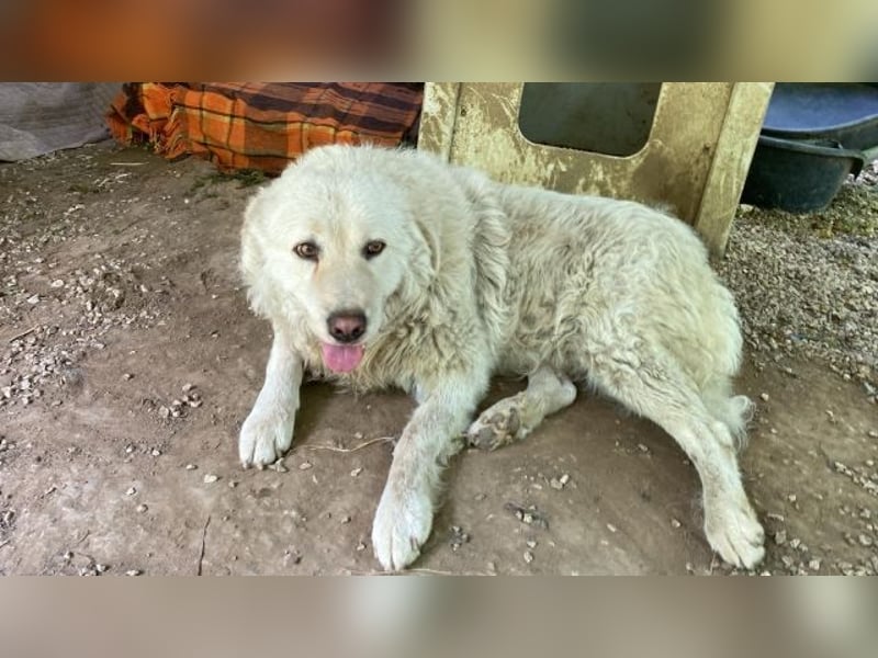 Luke - geboren, um zu schützen...