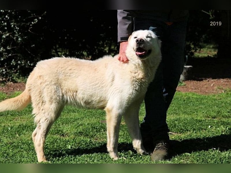 Zipper - Ein vergeudetes Leben