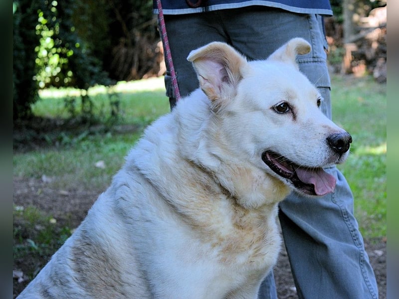 Zipper - Ein vergeudetes Leben