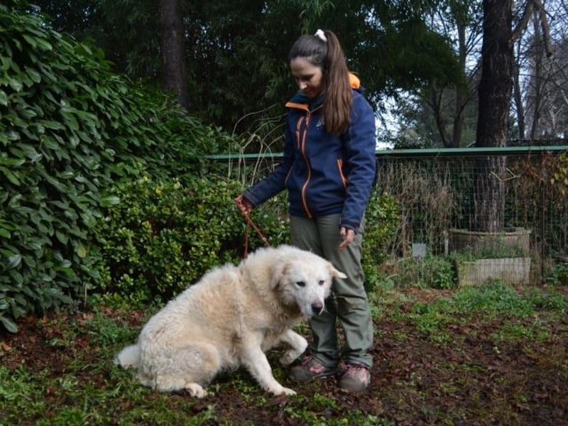 Gherardo - Ein Adler bleibt ein Adler...