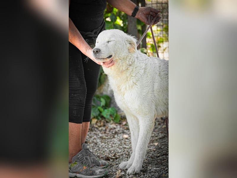 Cornelius - ein junger Rüde mir Herz, Köpfchen und Tatendrang