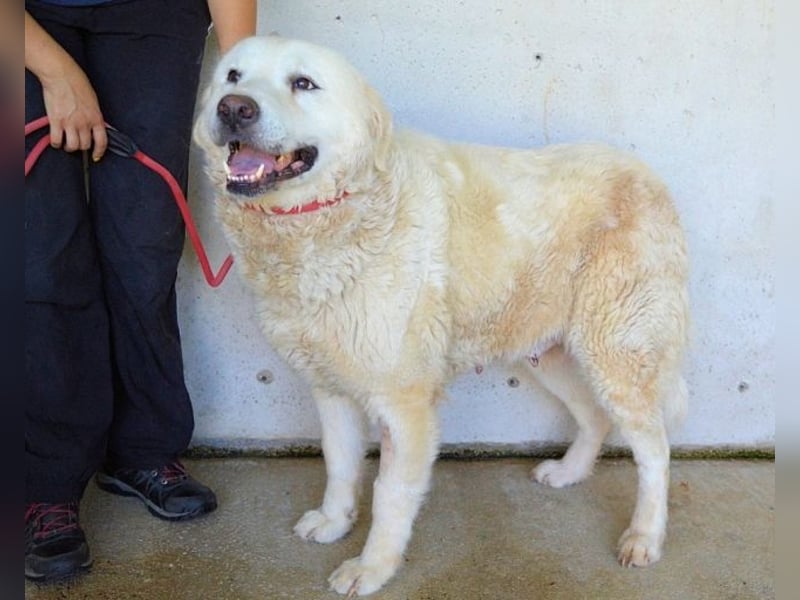 Eskie - aber bitte mit Sahne ins Glück!