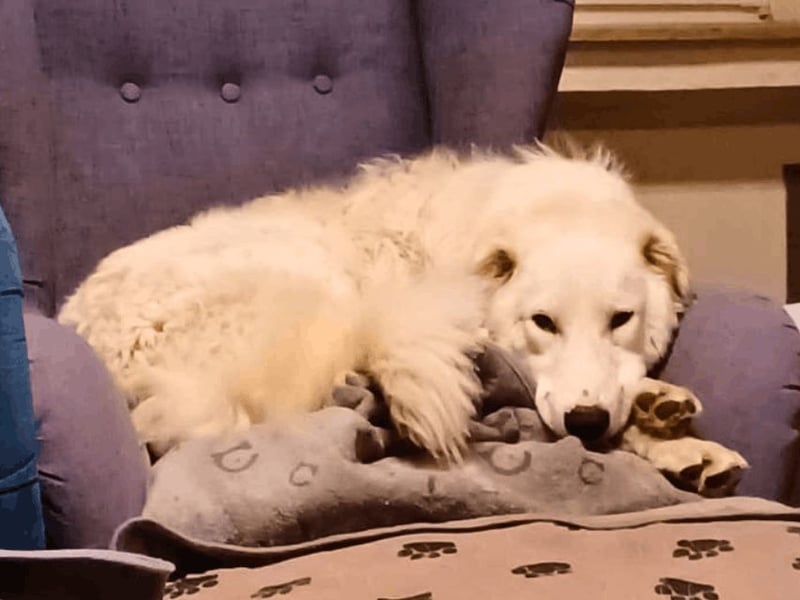 Tonia - eine sanfte Seele mit Flausen im Kopf