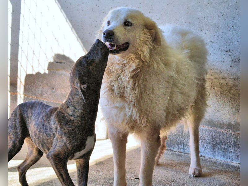 Albertone - Alles, alles Gute!!!