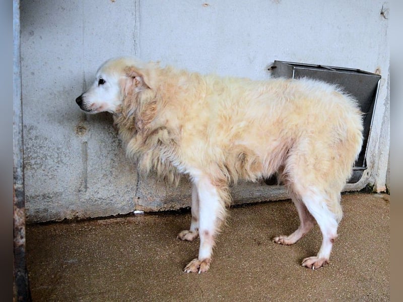 Daigle - "Tauschen Sie den Rest Ihres Zögerns gegen den Rest meines Lebens!"