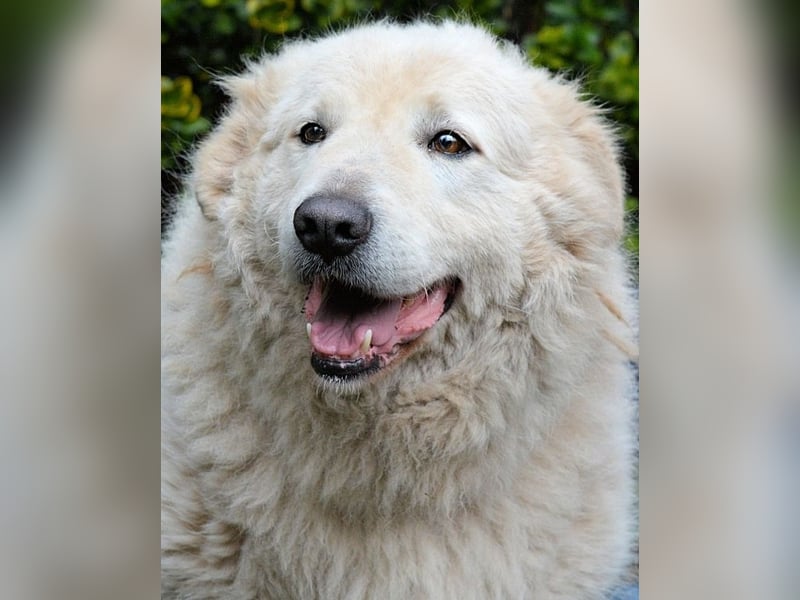 Tallulah - Grandezza auf vier Pfoten!