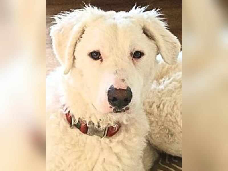 Bullo - Jede Menge tolle Dinge....